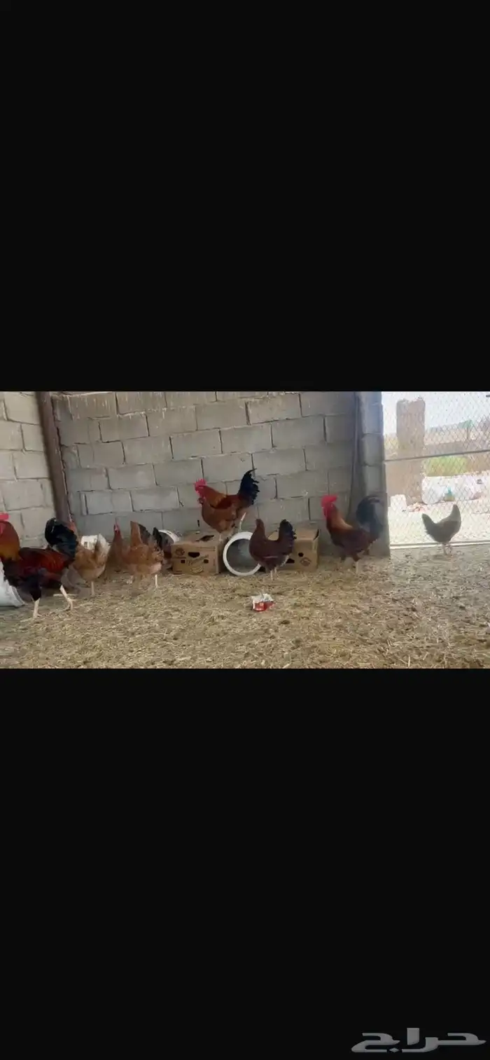 دجاج فرنسي تب اتب 8