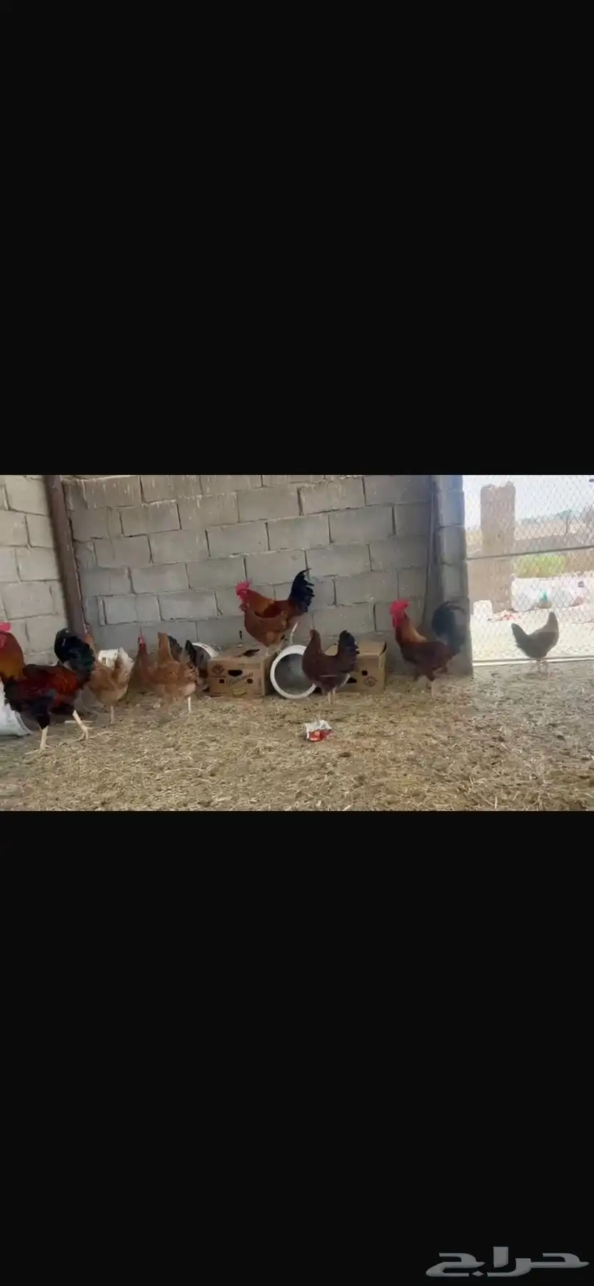 دجاج فرنسي تب اتب 8