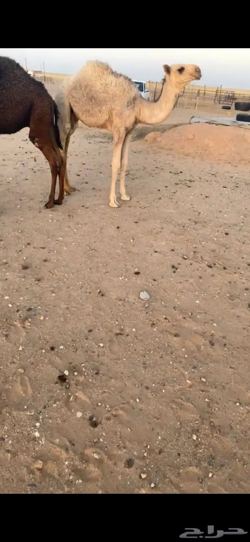 عشرا هديه 1