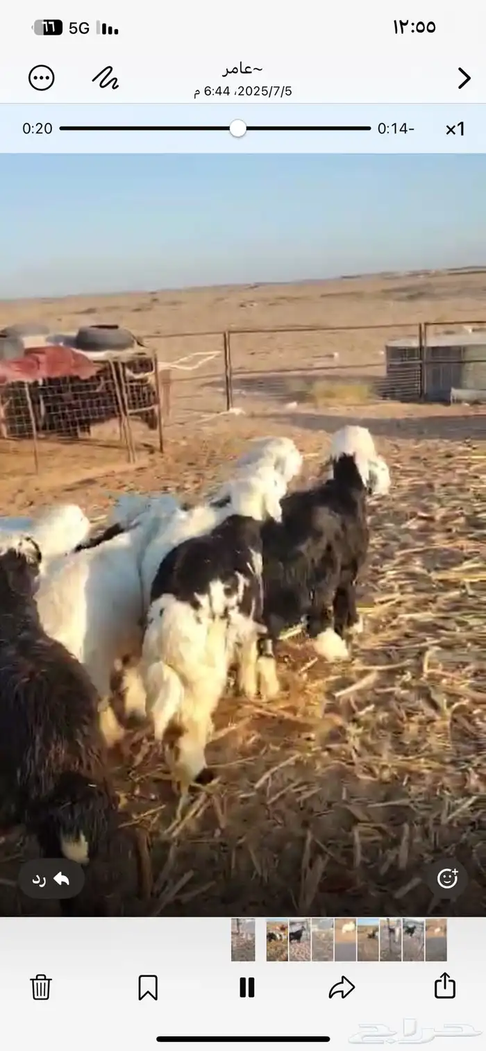 طليان وتيوس للبيع الموقع املج 3