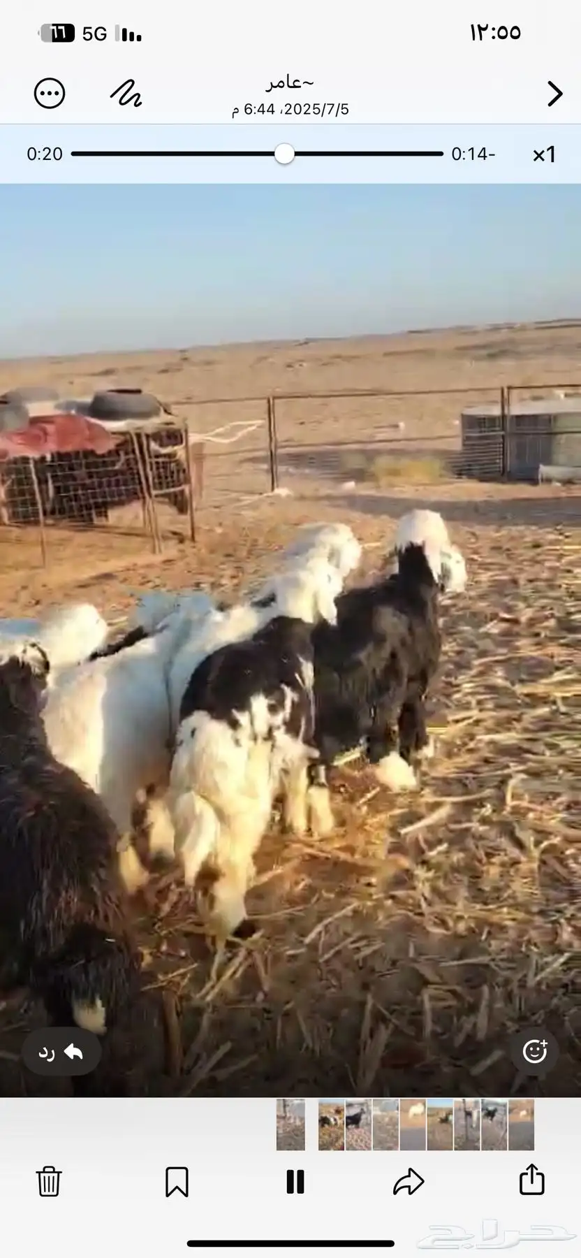 طليان وتيوس للبيع الموقع املج 3