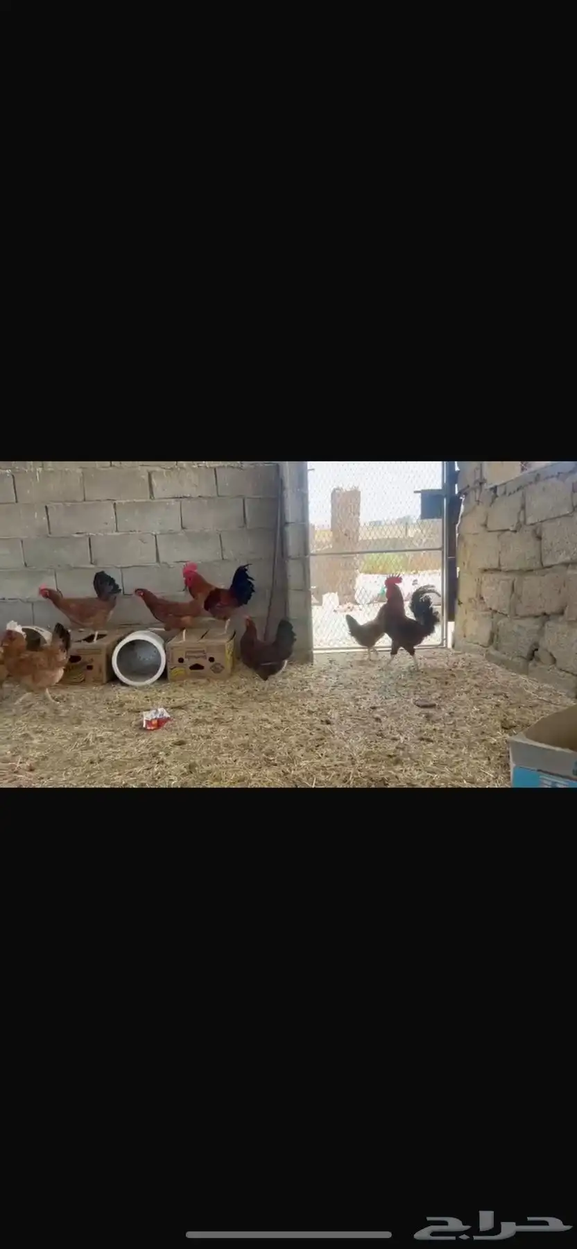 دجاج فرنسي تب اتب 7