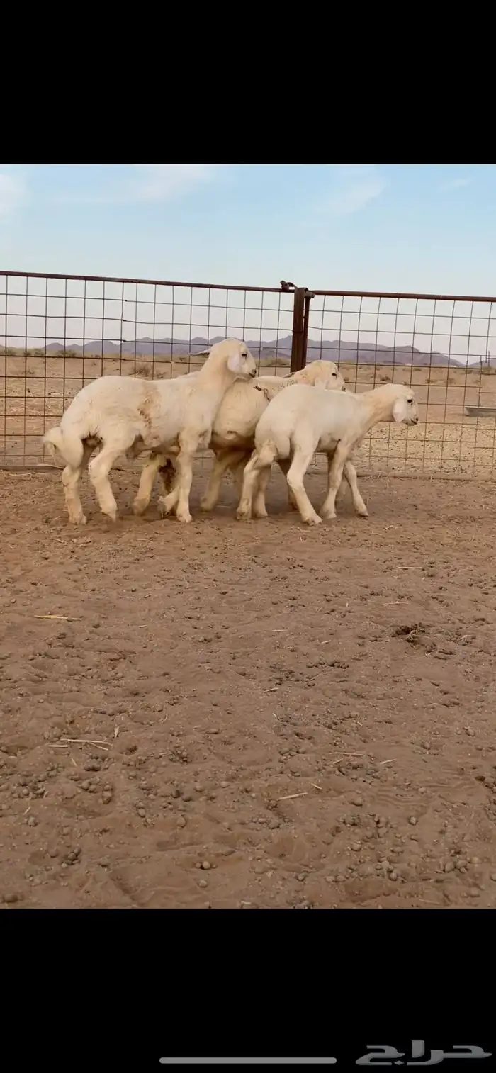 بهم حري خرفان تم تم اللبيع 2