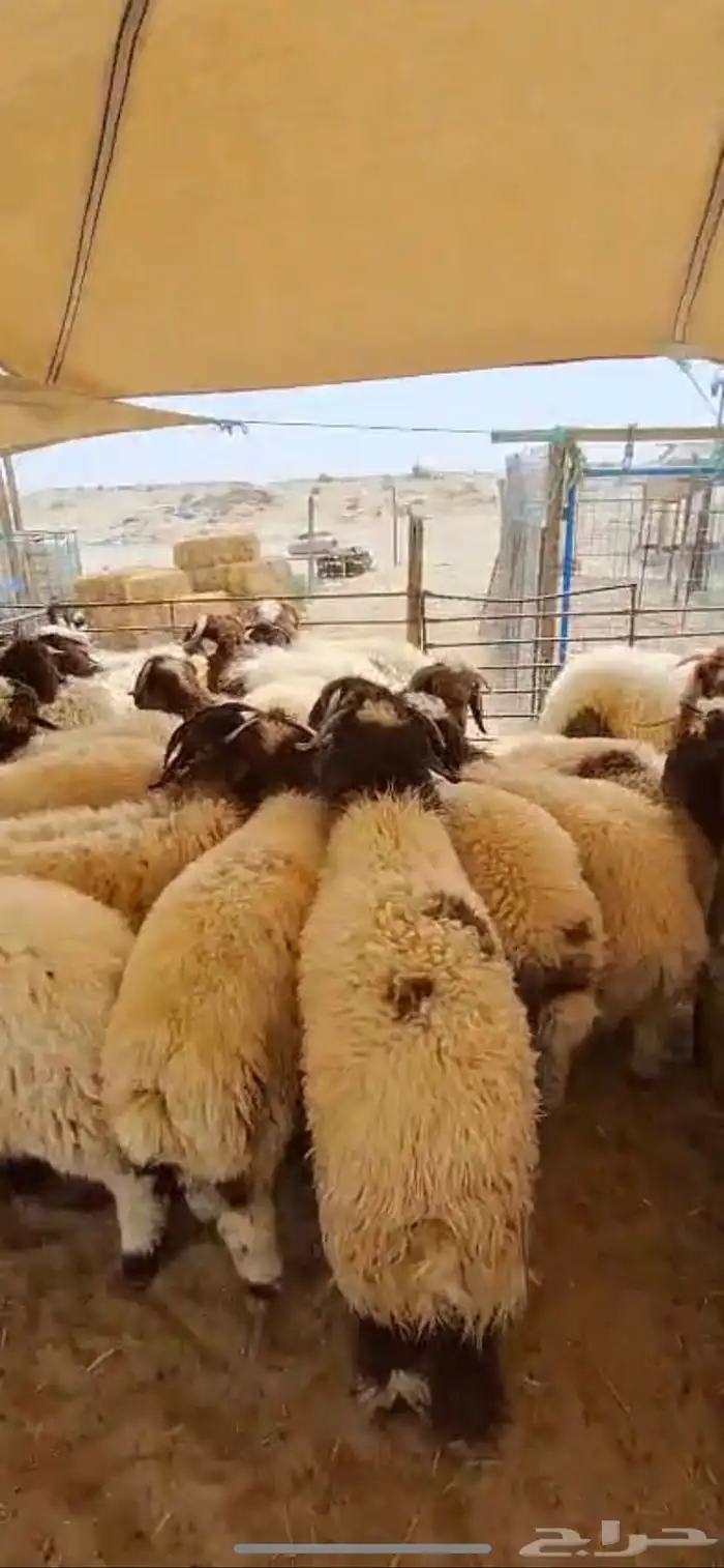 نعيم جبر وسط فاخر 5