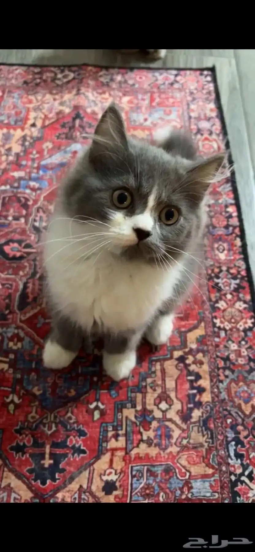 قطط 1