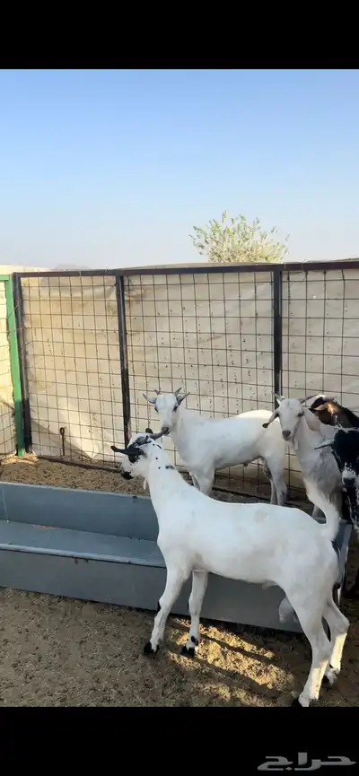 تيوس بيشيات 0