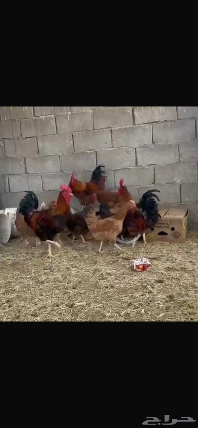 دجاج فرنسي تب اتب 3