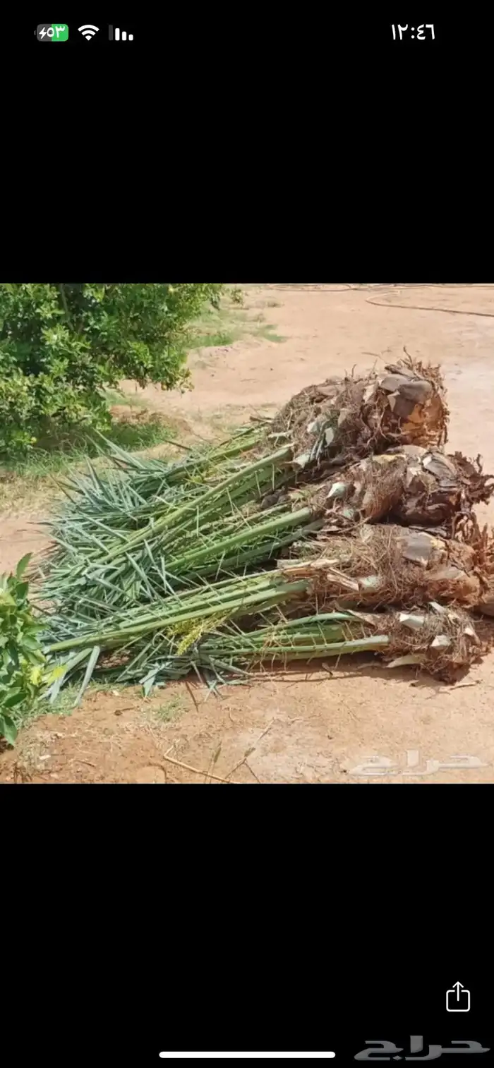 فسائل نخل للبيع جميع الأنواع 0