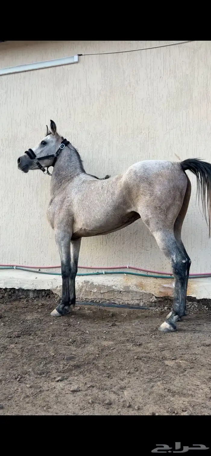 حصان جزيري اصل سليم ركوب طرب وهادي 4