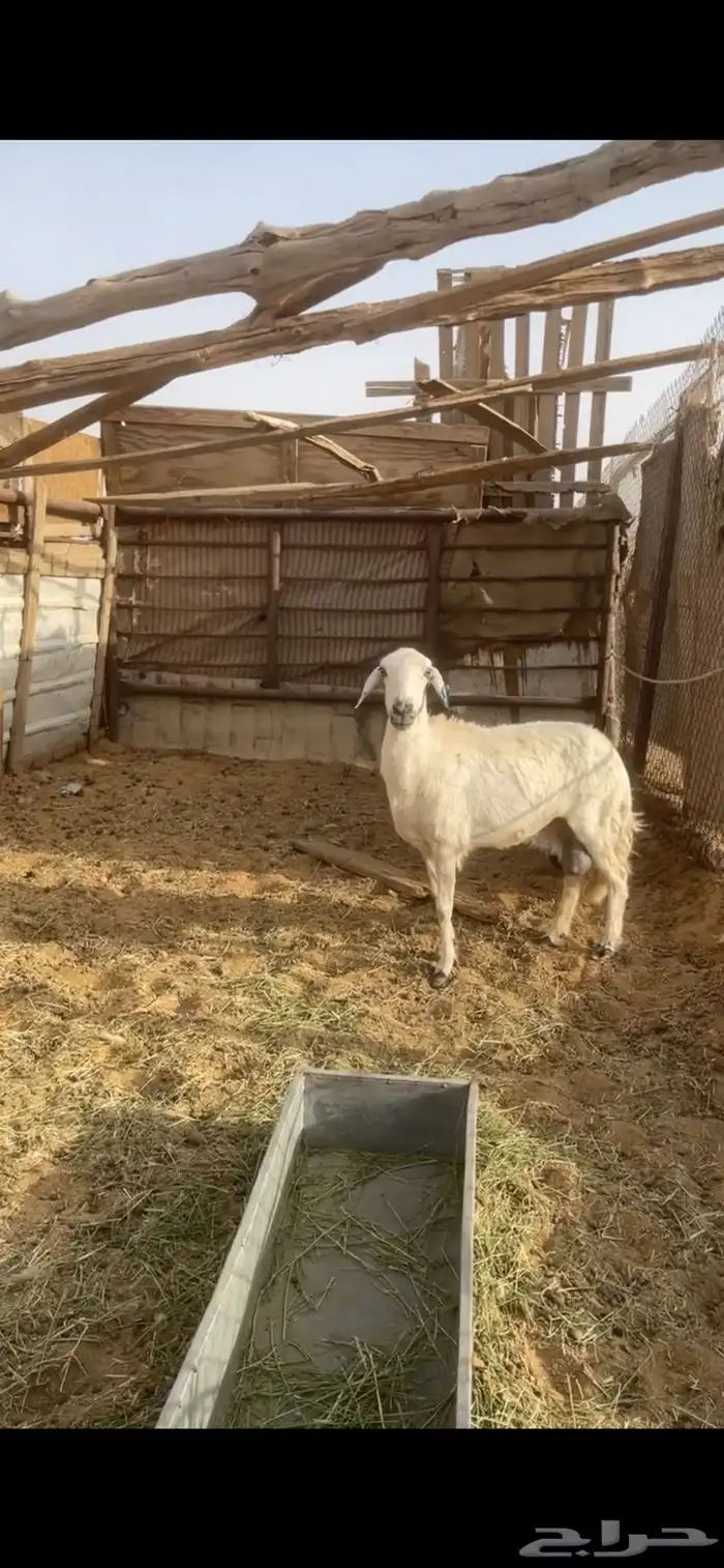 حريه طيبه (( تم البيع)) 0