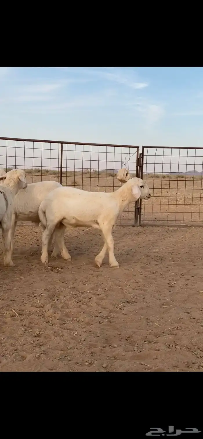 بهم حري خرفان تم تم اللبيع 5
