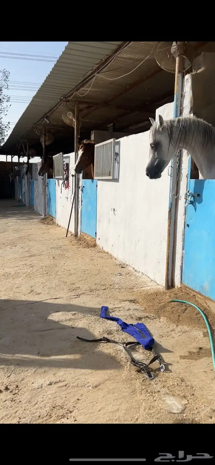 ايواء خيل في المغمس 700 فقط 1