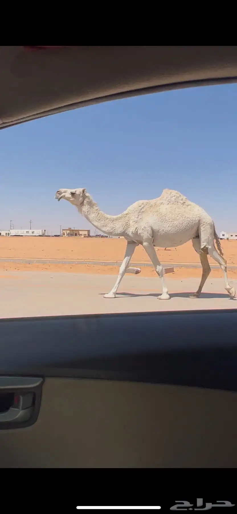 وضحا رباع لقحه طيبه 1