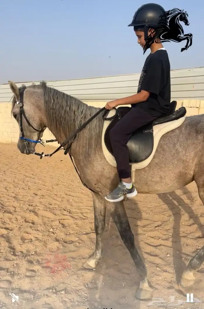 اسطبل ومربط خيل 9