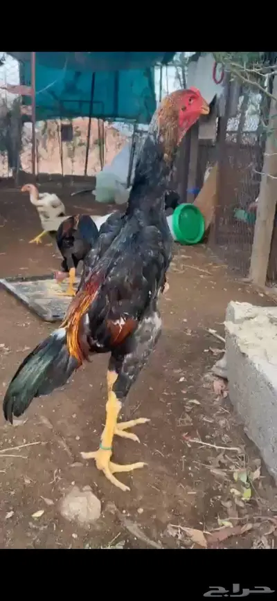 جوز شامو ياباني فاخر لأهل التميز 0