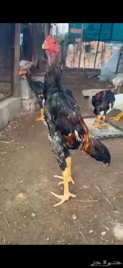 جوز شامو ياباني فاخر لأهل التميز 2