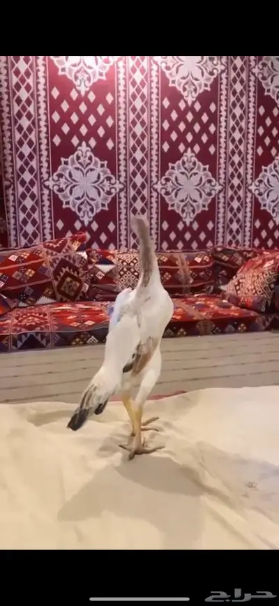 جوز شامو ياباني فاخر لأهل التميز 4