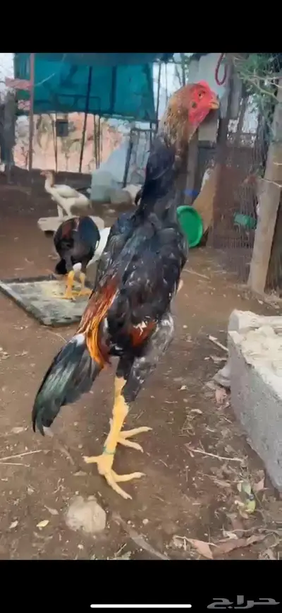 جوز شامو ياباني فاخر لأهل التميز 1