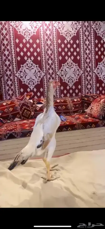 جوز شامو ياباني فاخر لأهل التميز 5