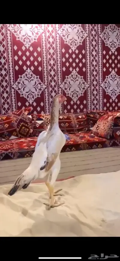 جوز شامو ياباني فاخر لأهل التميز 3