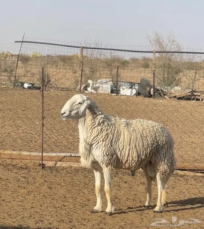 للبيع فحل حري رباع مشروط 1