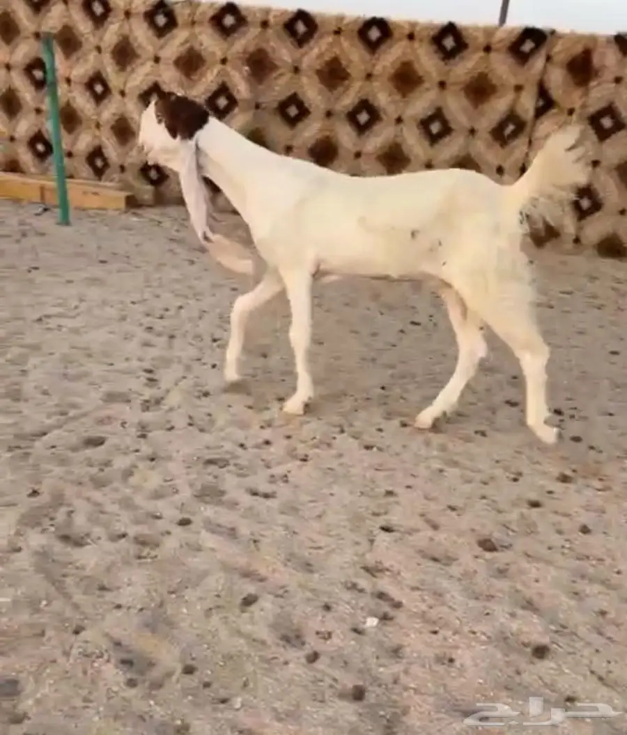 جفارات مطورات 4