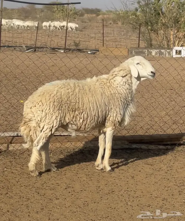 للبيع فحل حري رباع مشروط 0