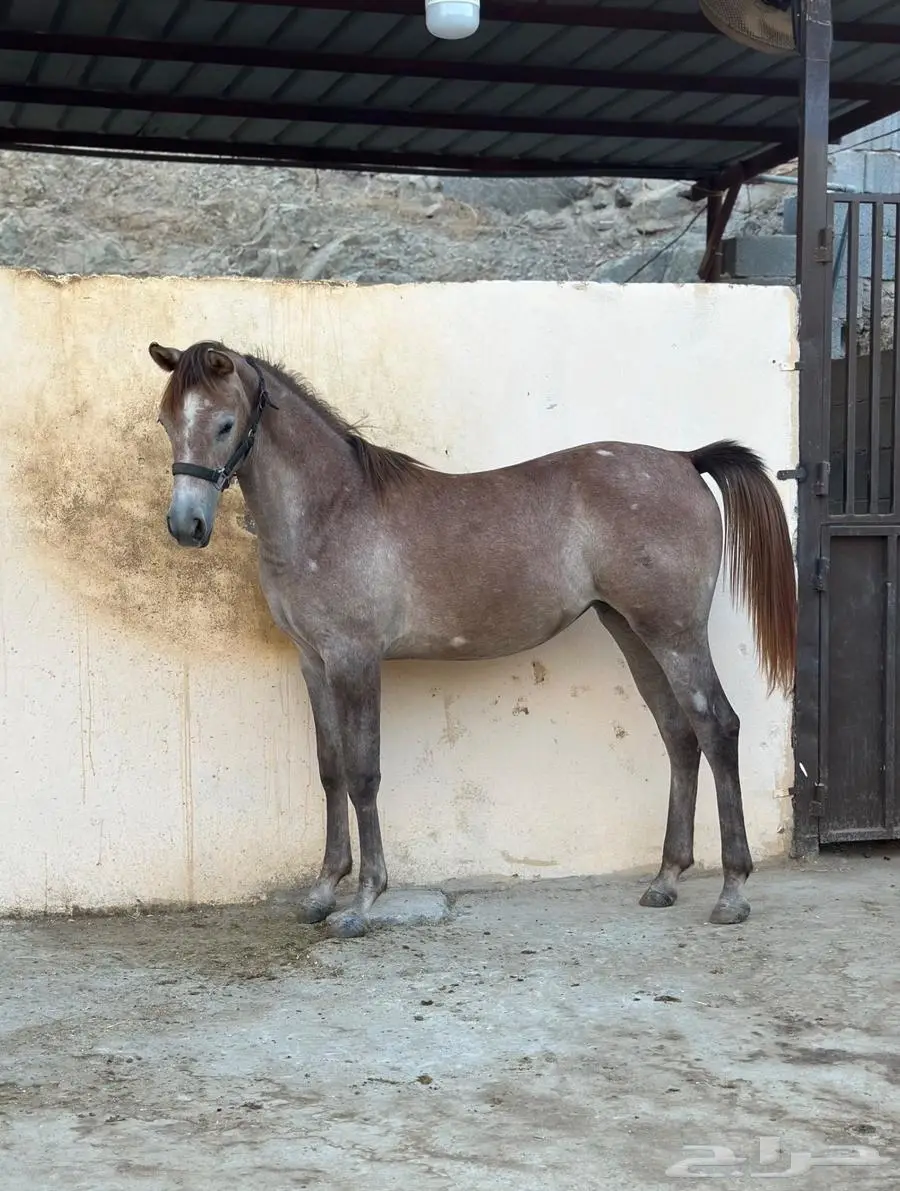 مهرة شعبية للبيع 0