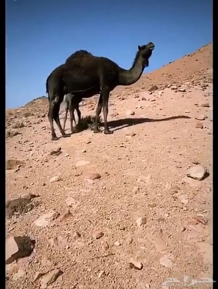 ناقه للبيع خواره 0
