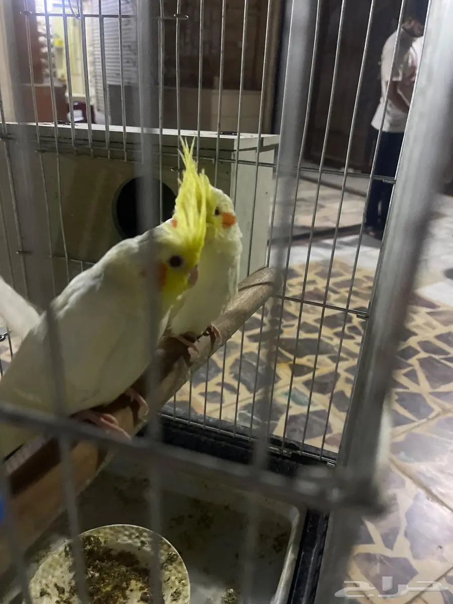 فروخ كروان للبيع لاتينو 1