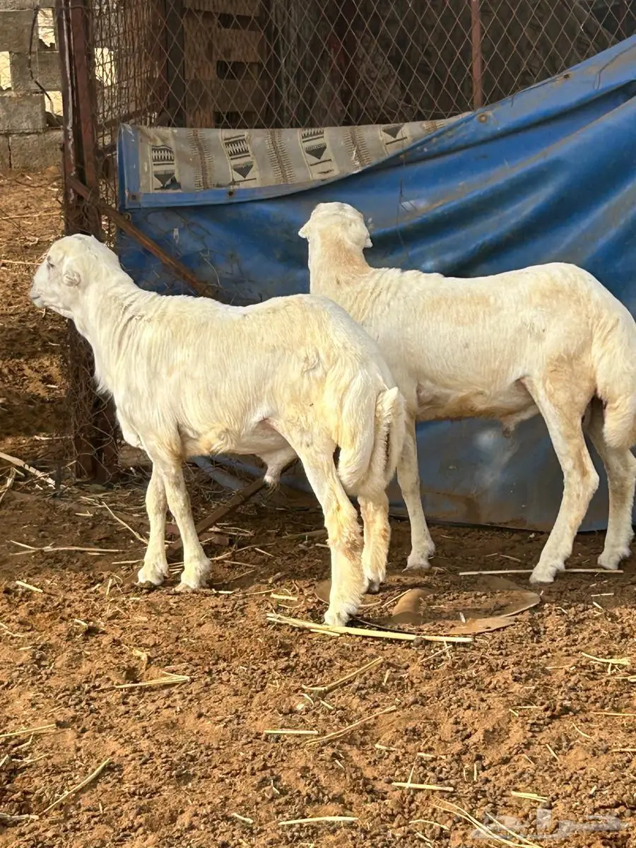 عدد 2خرفان 0