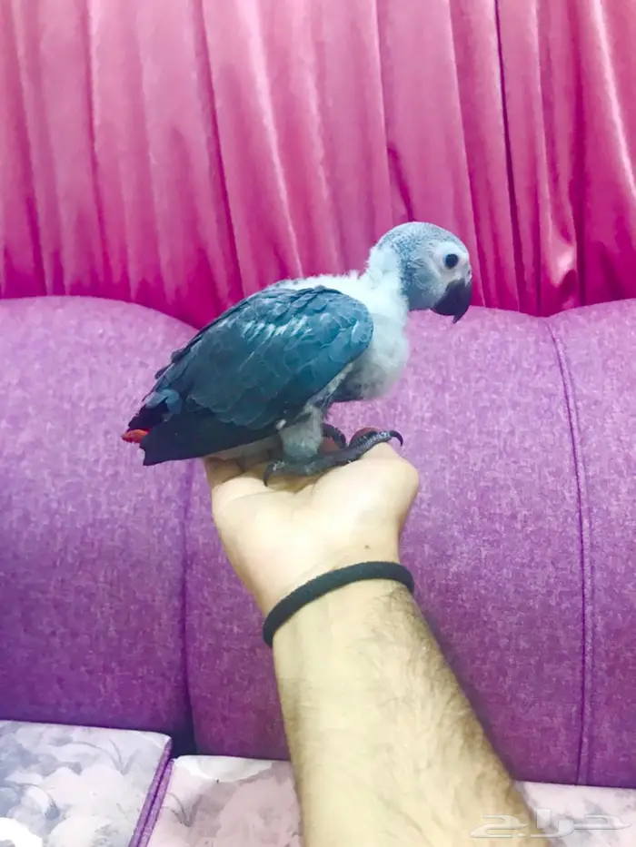 فرخ غر كاسكو(تم البيع) 7