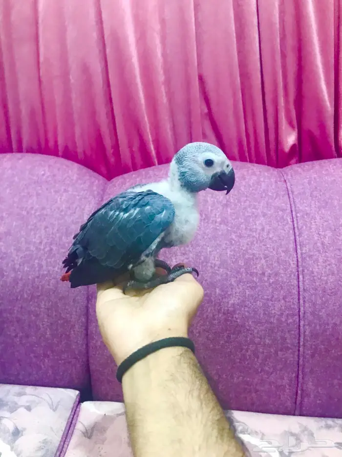 فرخ غر كاسكو(تم البيع) 10
