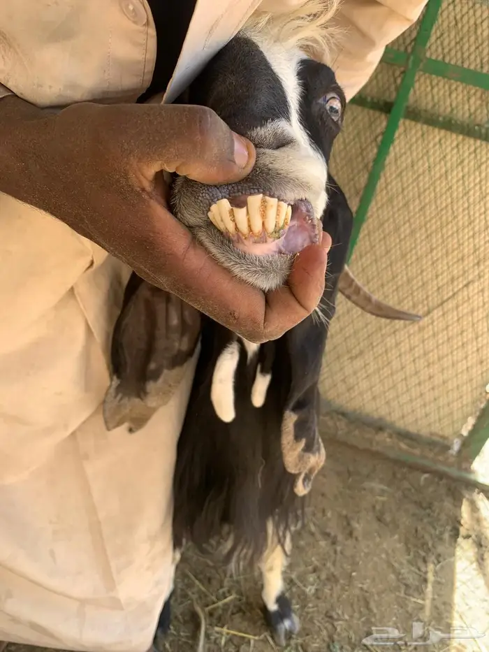معزا ع اخر سومهه البيع عاجل وسمح 1