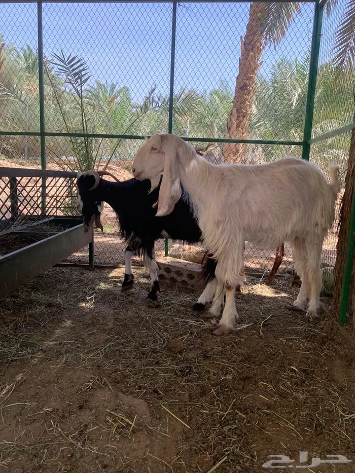 معزا ع اخر سومهه البيع عاجل وسمح 0