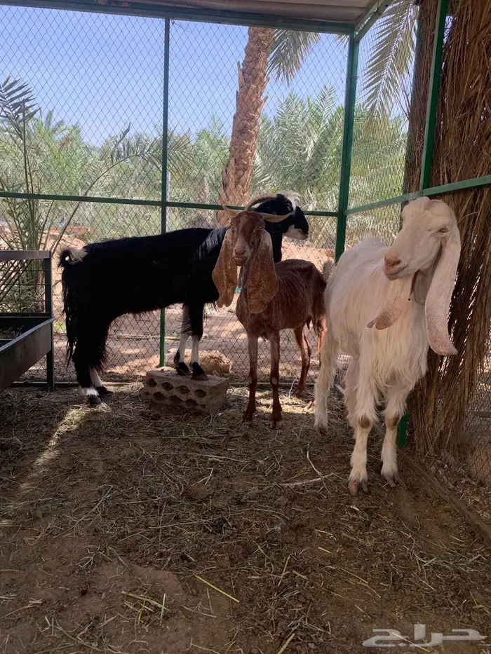 معزا ع اخر سومهه البيع عاجل وسمح 6