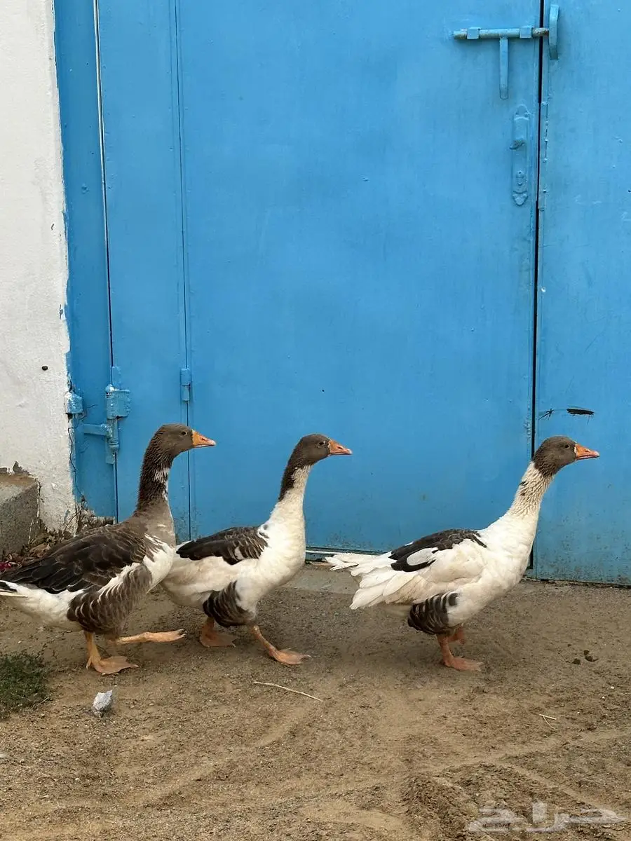 للبيع وز بلدي منتج شرط 1