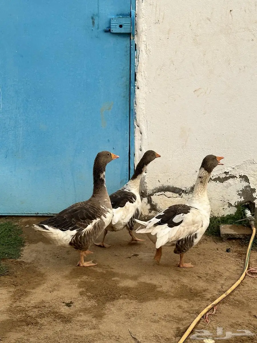 للبيع وز بلدي منتج شرط 3
