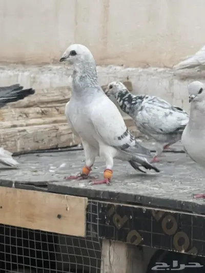 حمام كش 1