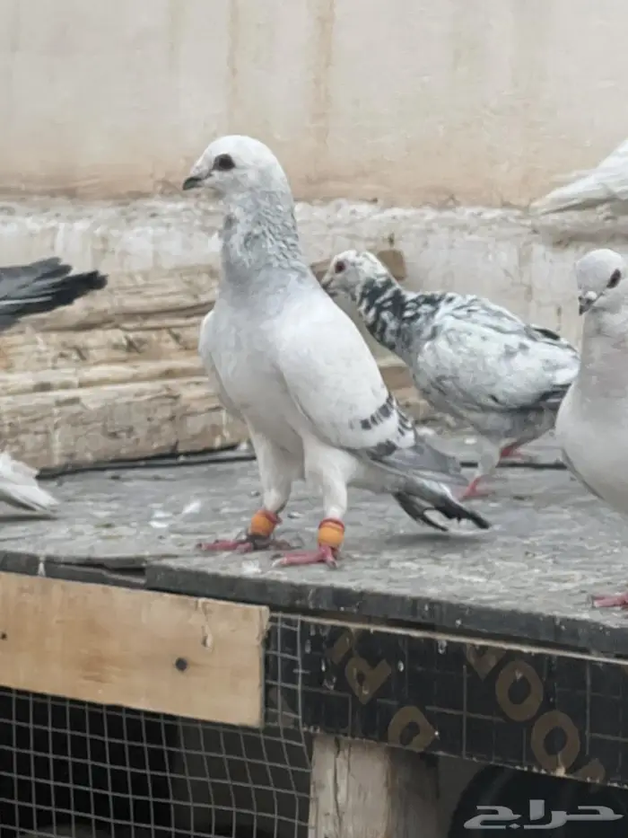 حمام كش 1