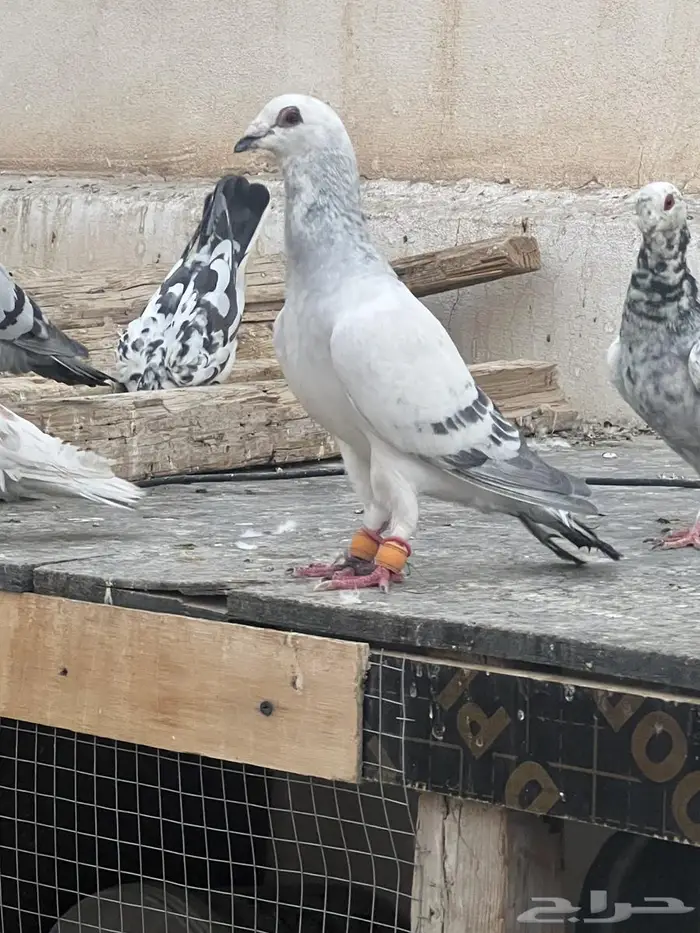 حمام كش 0