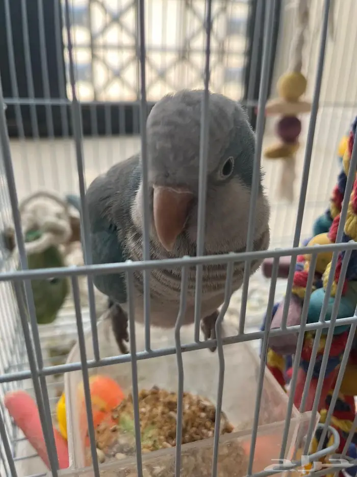 طائر كويكر للبيع 1