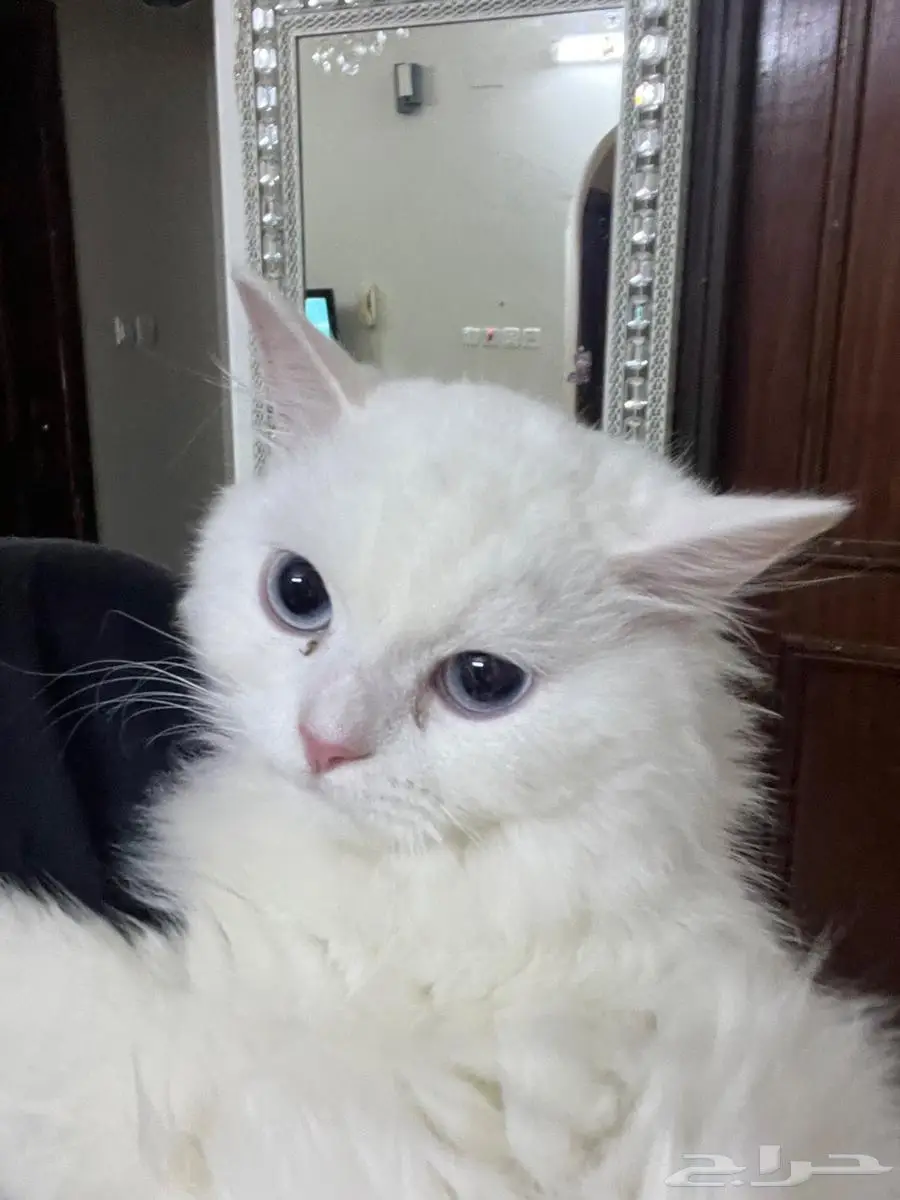 الشوقيه 0