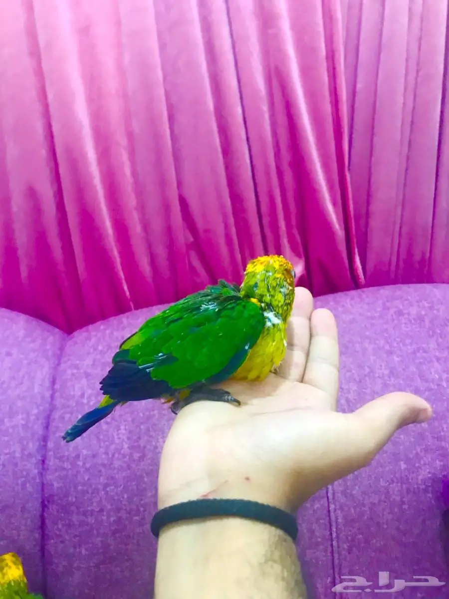 فرووخ صن كنيور غر(تم البيع) 1