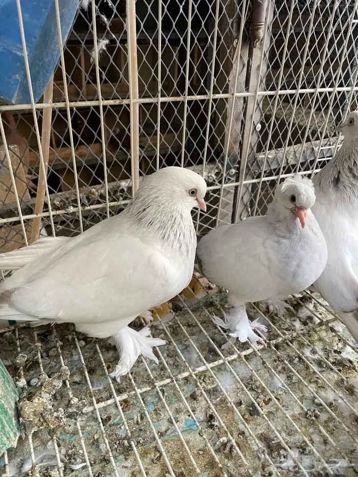 اجواز اتراك فخمه بانتاجها وجوز ساكسون 2