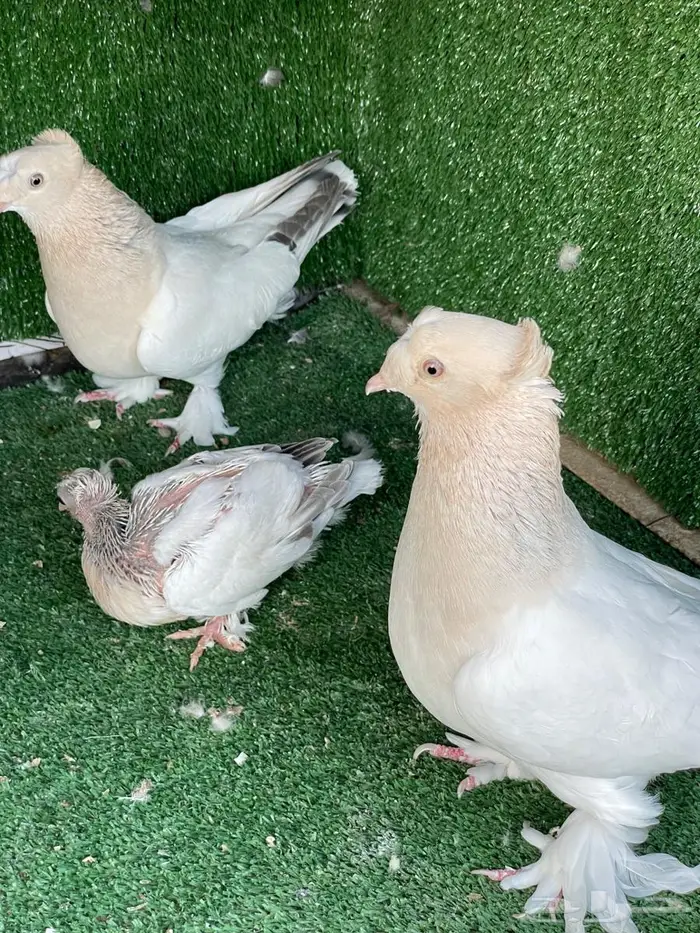 اجواز اتراك فخمه بانتاجها وجوز ساكسون 7