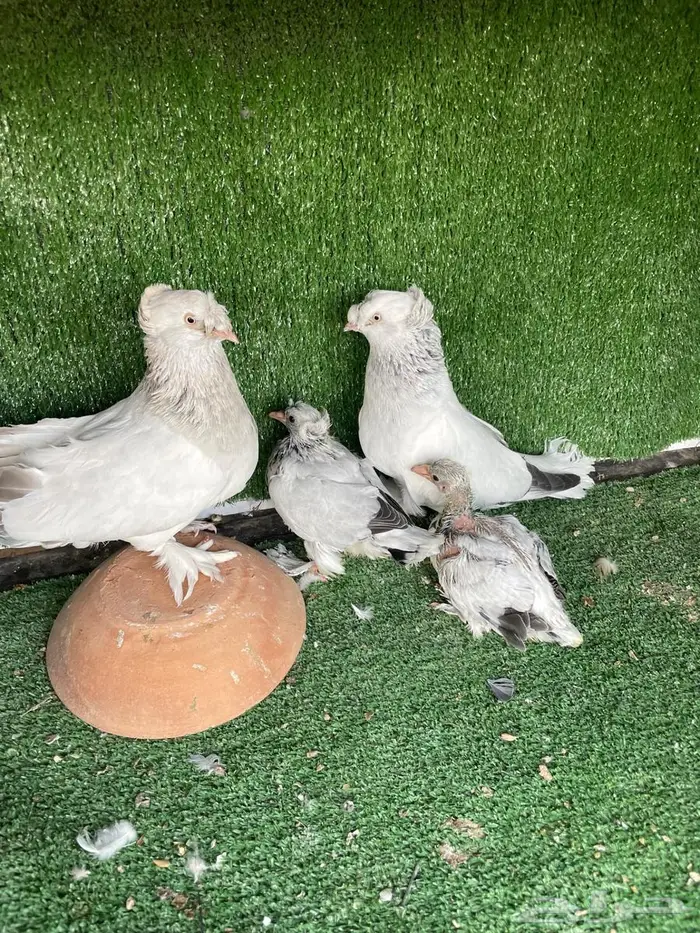 اجواز اتراك فخمه بانتاجها وجوز ساكسون 12
