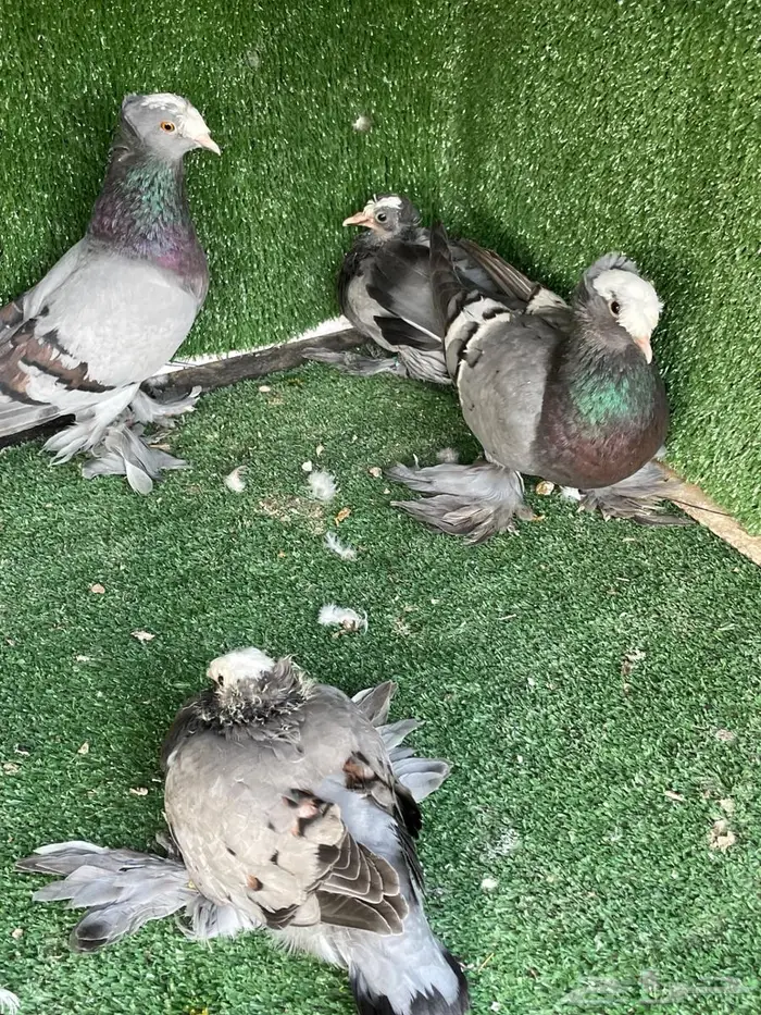 اجواز اتراك فخمه بانتاجها وجوز ساكسون 16