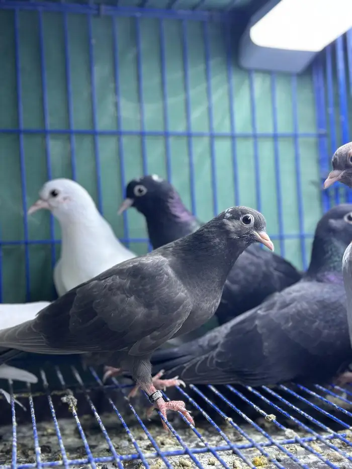 طبات صنعاوي اصايل للبيع 0