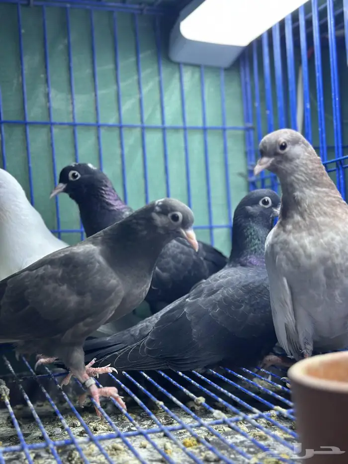 طبات صنعاوي اصايل للبيع 1